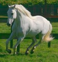 PURO SANGUE LUSITANO